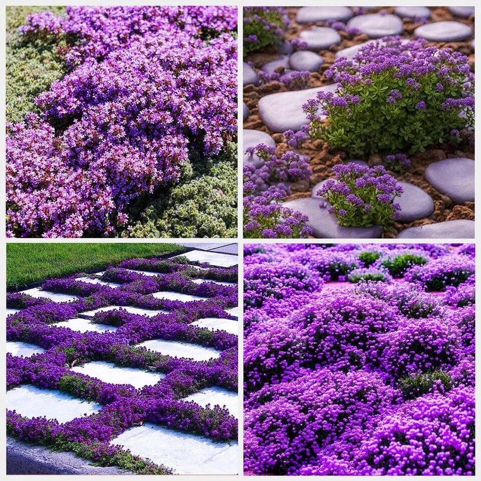 21000+ Creeping Thyme Seeds for Planting Outdoor -Perennial