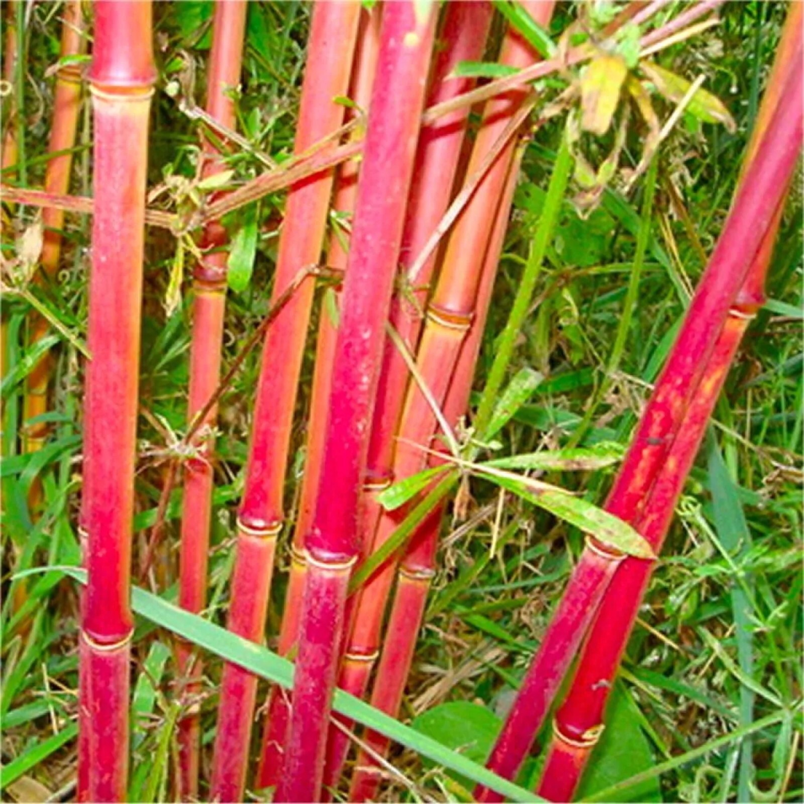 100 Red Panda Bamboo Seeds Perennial Ornamental Seed Privacy Shots US SELLER