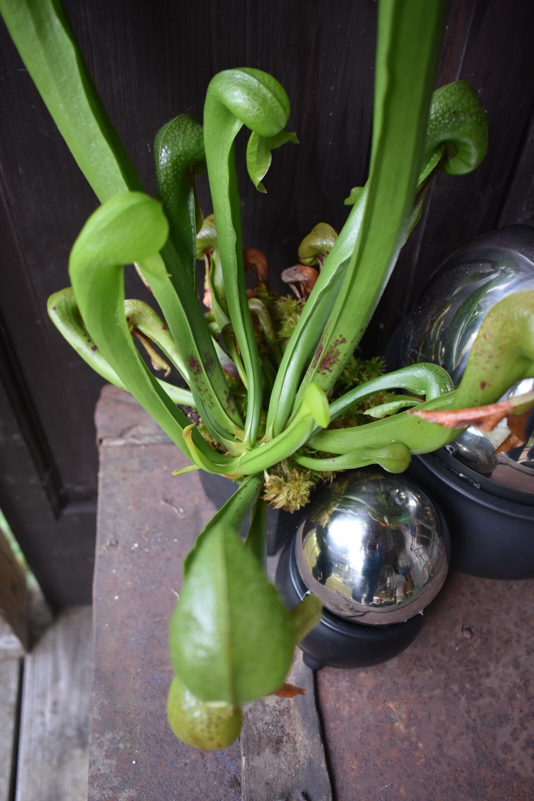2025 NEW! COBRA LILY Darlingtonia Murkwood’s GIANT x SELF Carnivorous Plant SEED