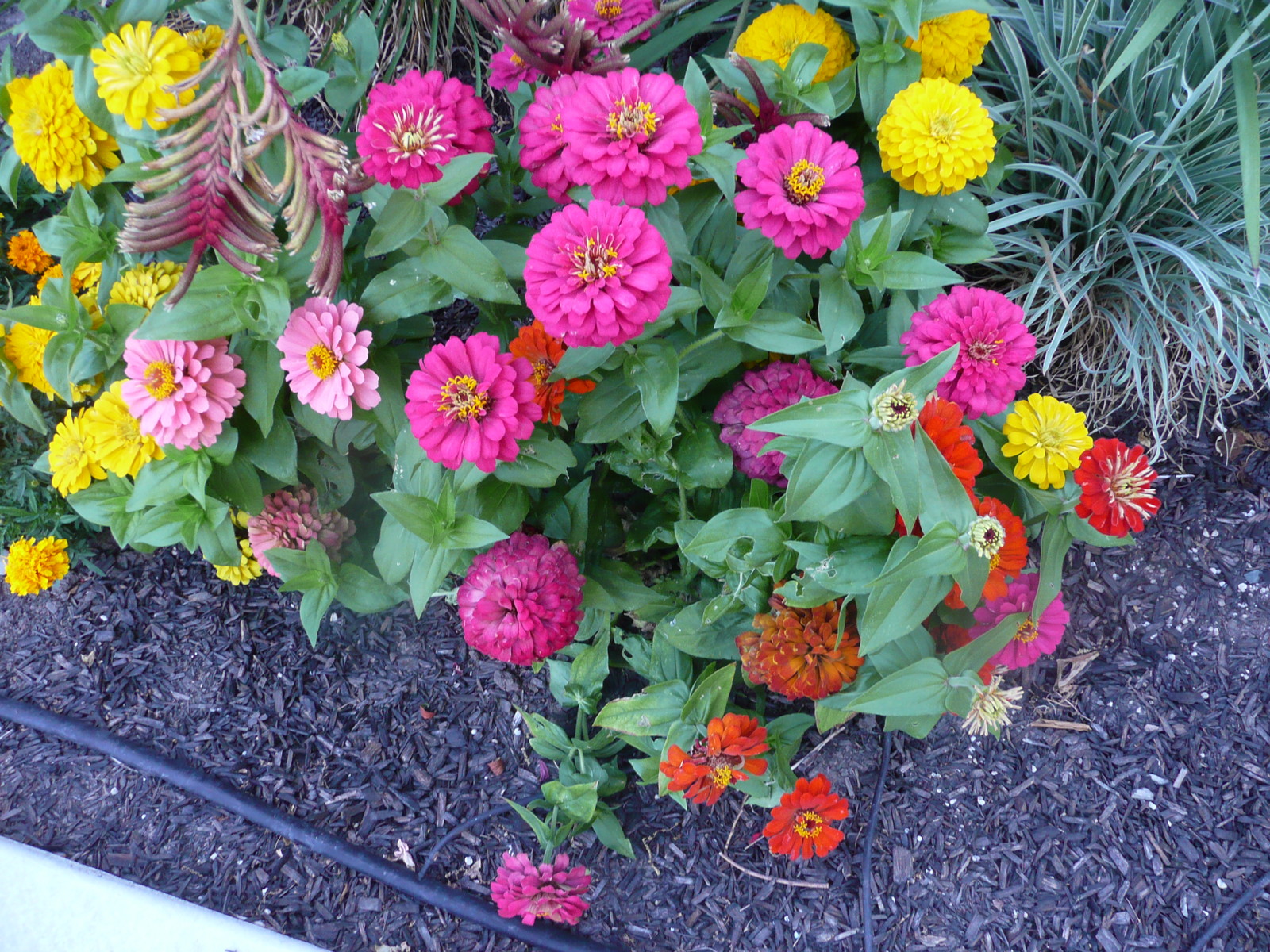 45 SEEDS – zinnia BUTTON BOX – DWARF ZINNIAS – GroCo USA – BUY ANY 15-SHIPS FREE