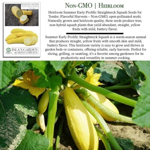 Early Prolific Yellow Straightneck Summer Squash Seeds for Planting, 50+