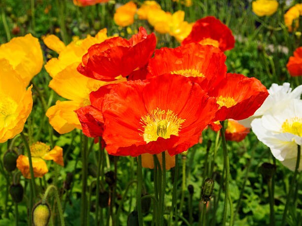 100 RED CHIEF CALIFORNIA POPPY SEEDS | 2026 SALE FREE SHIPPING NON GMO HEIRLOOM