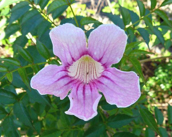 Podranea ricasoliana | Pink Trumpet Vine | Zimbabwe Creeper | 20 Seeds