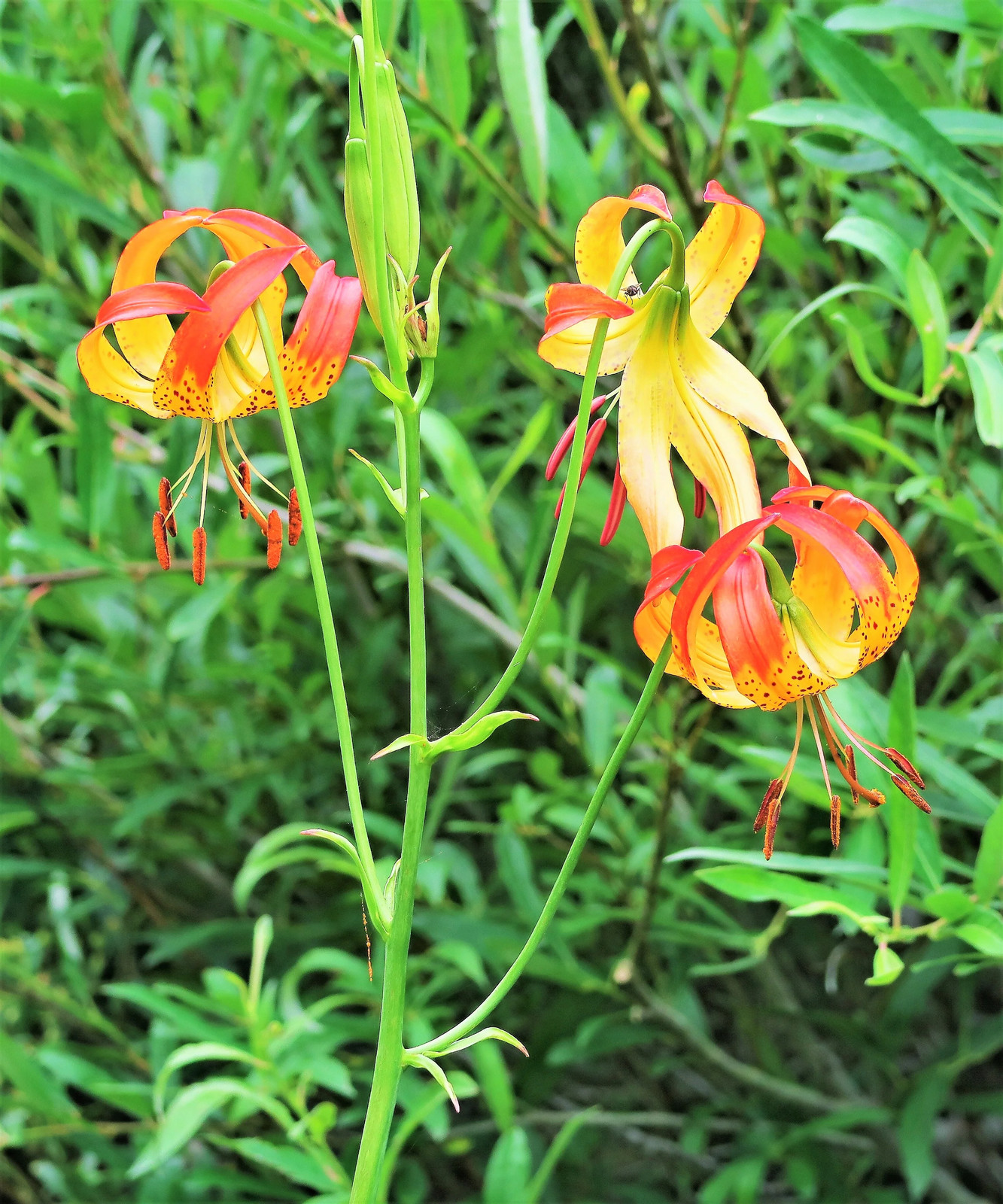 10 LEOPARD LILY California Tiger Lilium Pardalinum Yellow Orange Red Flower Seed