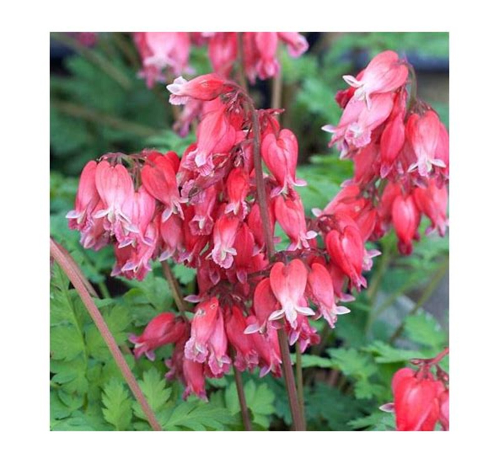 25 Luxuriant Bleeding Heart Seeds Dicentra Spectabilis Flowers Seed Flower