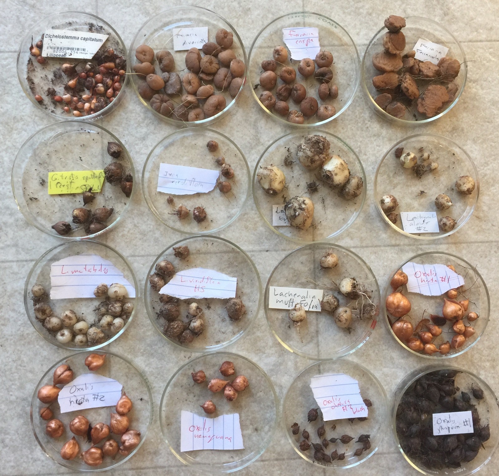 Bulbs D, CHOOSE 2: Lachenalia mutabilis, pusilla, quadricolor, Massonia,