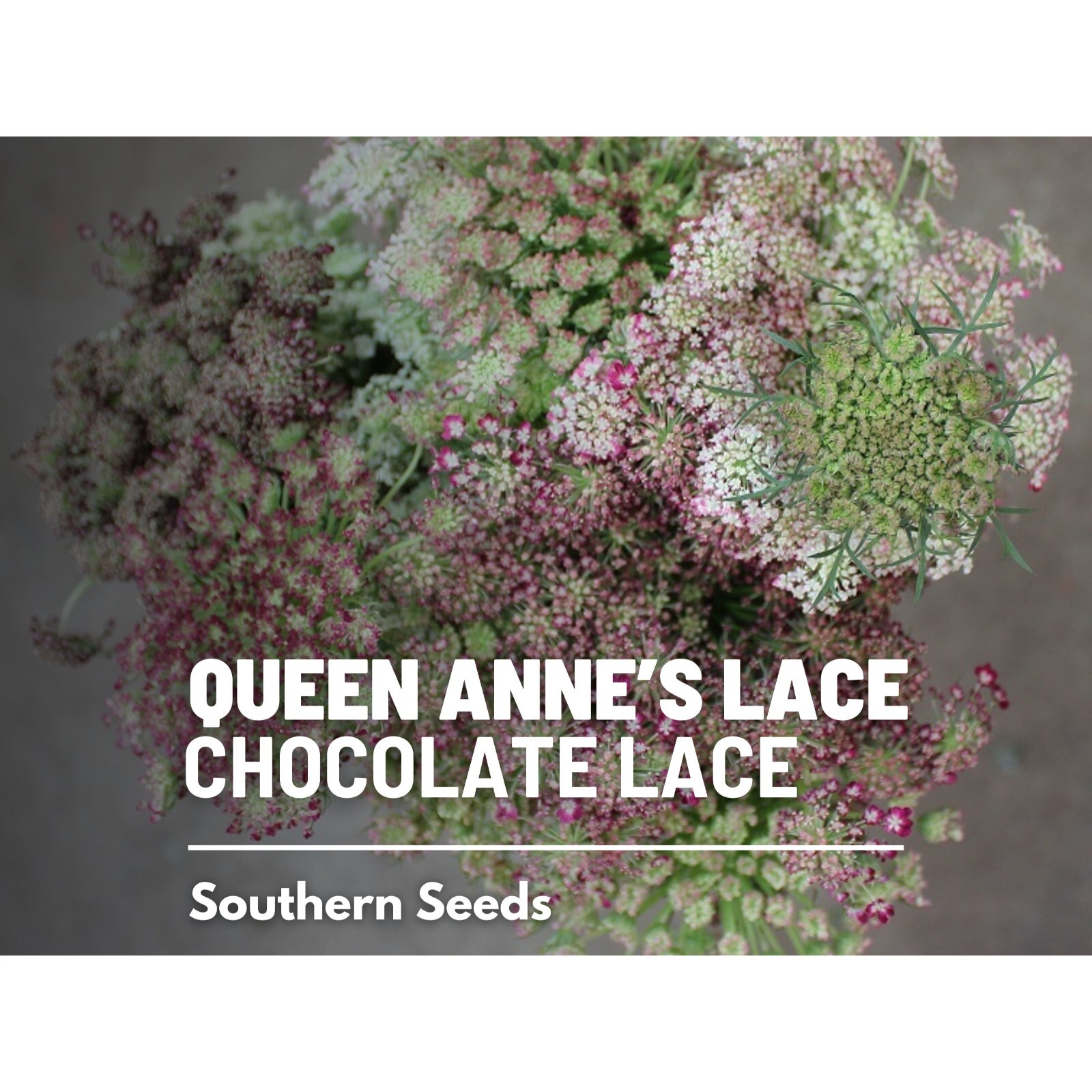 Queen Anne’s Lace, Chocolate Lace – 100 Seeds – Heirloom Flower – Burgundy, Coco