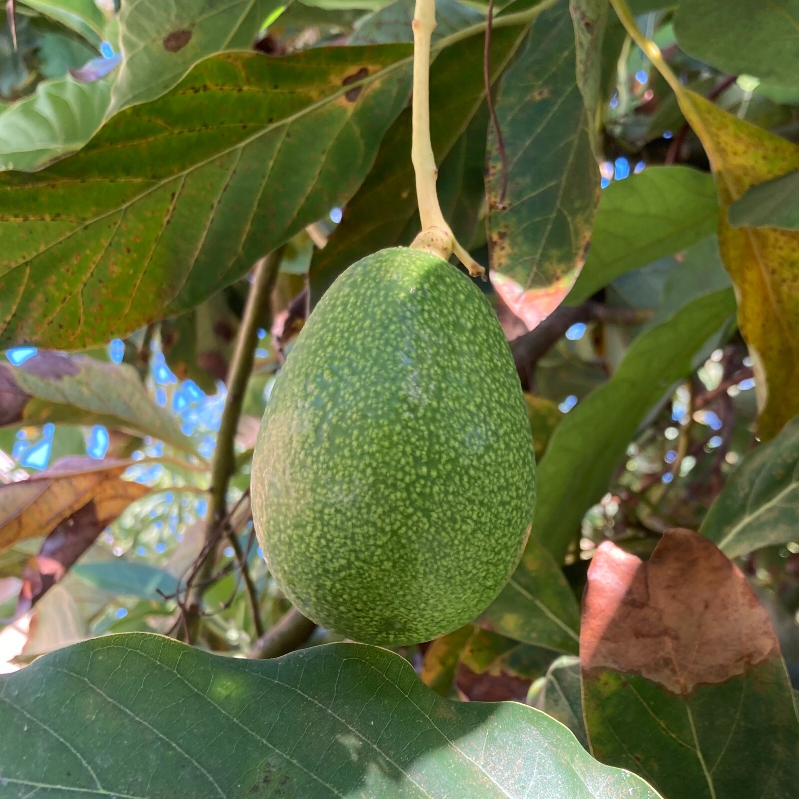 4 Bacon Avocado Seeds | USA Grown | Non GMO, naturally grown