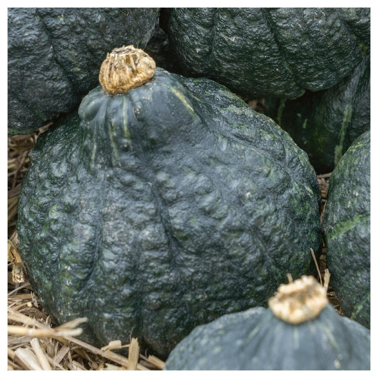 Chicago Warted Winter Squash Seeds, NON-GMO, Heirloom, Long Storage, FREE SHIP