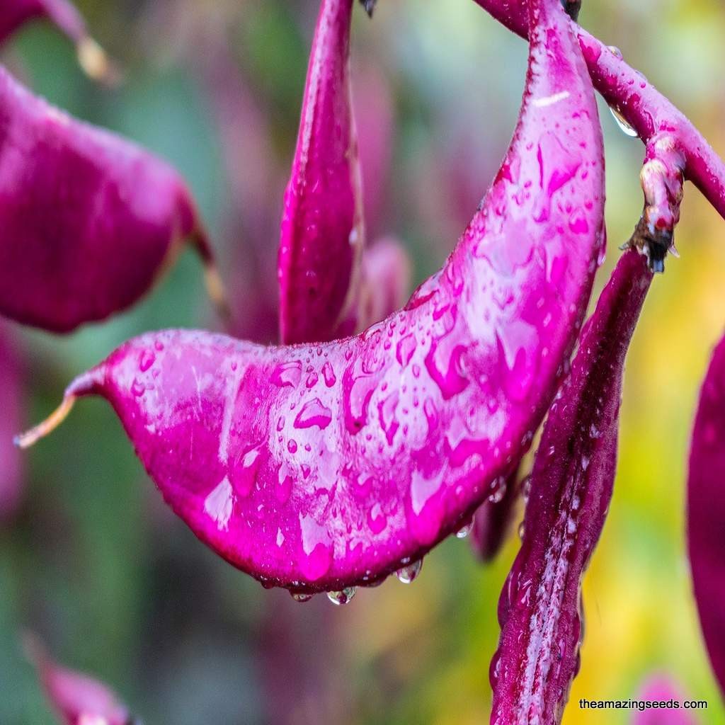 Ruby Moon hyacinth bean vine, Dolichos lablab 15 Seeds Free Shipping!