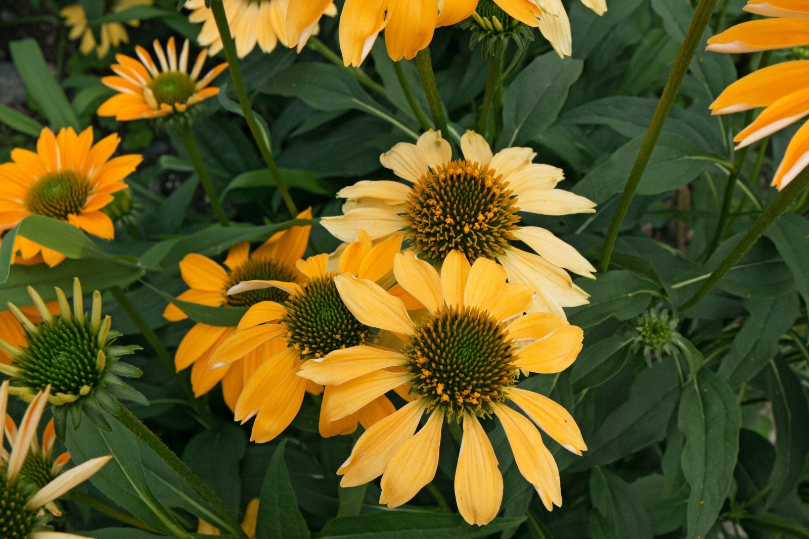 25 CHEYENNE SPIRIT CONEFLOWER Echinacea Orange Red Yellow Purp Pink Flower Seeds