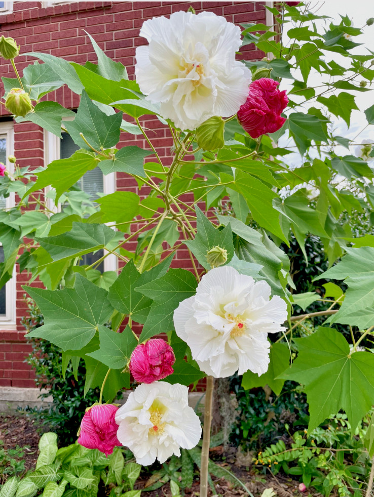 Tri Color Confederate Rose – Hibiscus mutabil (pink White) Two rooted plant