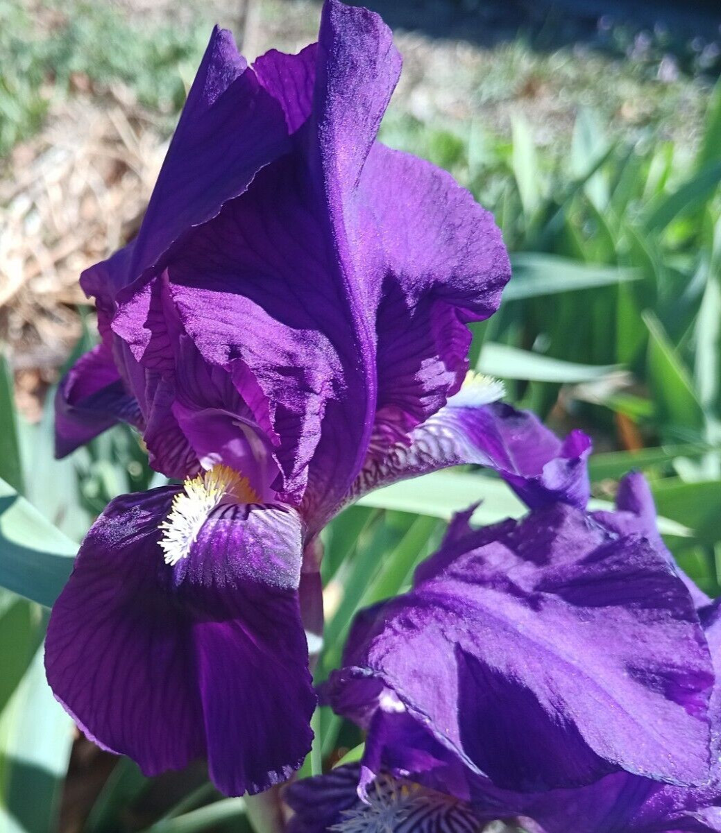 (10) TALL BEARDED IRIS RHIZOME LIVE ROOT GARDEN PLANTS SPRING PURPLE FLOWERS FUN