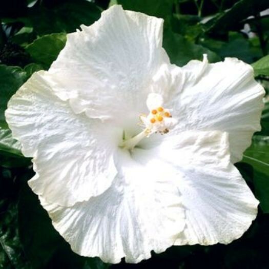 Red/Pink/White Hibiscus 100+ Seeds: Beautiful, Hardy Perennials – U.S. SELLER