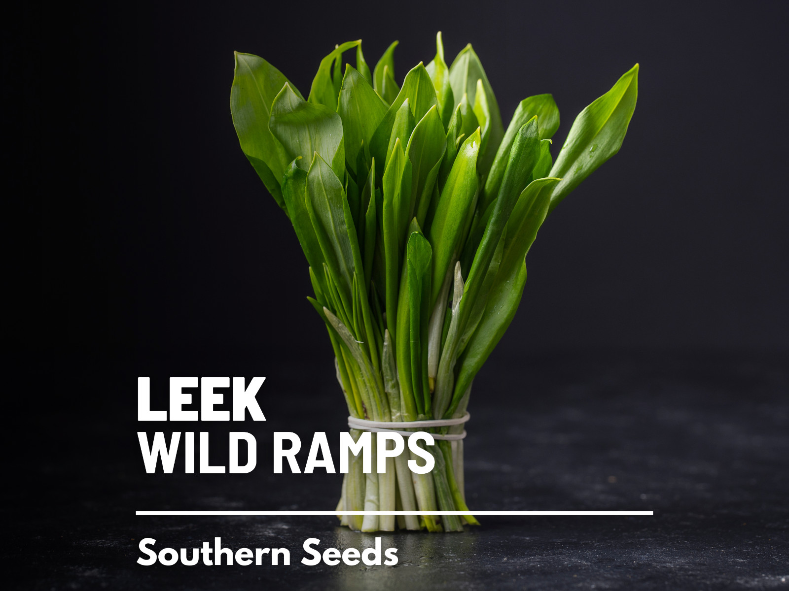 Leek, Wild – Wild Ramps – Heirloom – Non-GMO (Allium tricoccum)