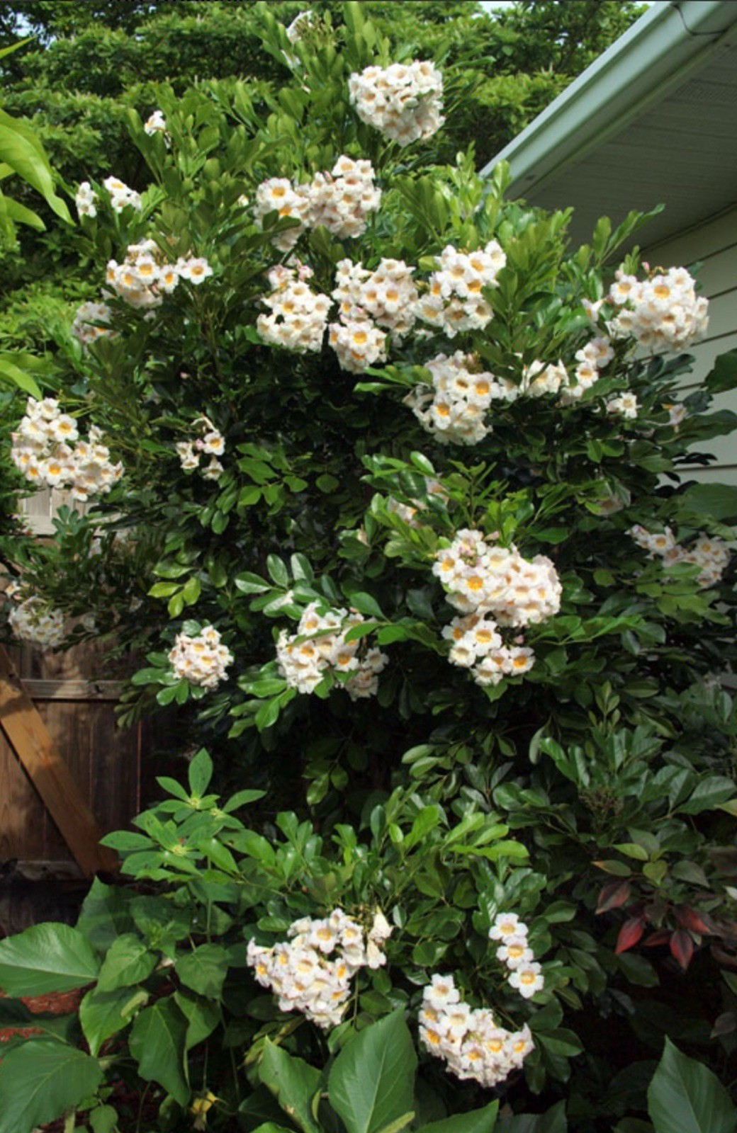 4″Pot of Dwarf Asian Tree Jasmine-RADEMACHERA KUNMING -AKA Dwarf Tree Jasmine