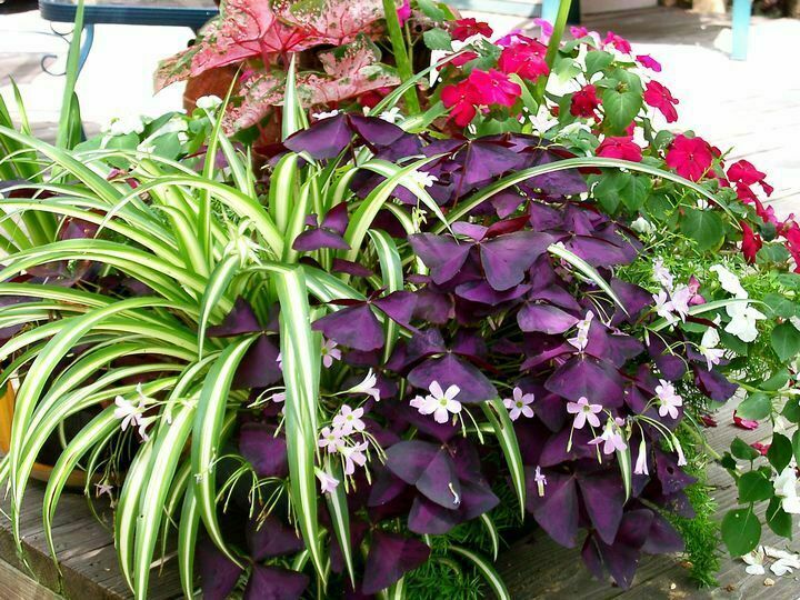 30 – Oxalis Tringularis, Purple Shamrock,Love Plant, Good Luck Plant – bulbs
