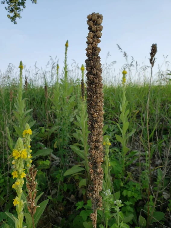 Common Mullein Seed ~ Verbascum thapsus ~ 300 to 200,000 seeds ~ 4 ounce bulk