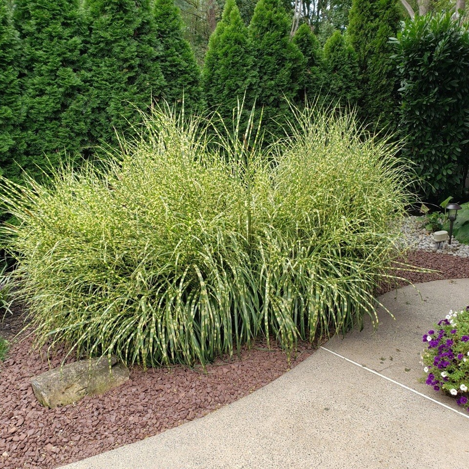 10+ ZEBRA GRASS Variegated Maiden Grass Miscanthus Sinensis Zebrinus Seeds