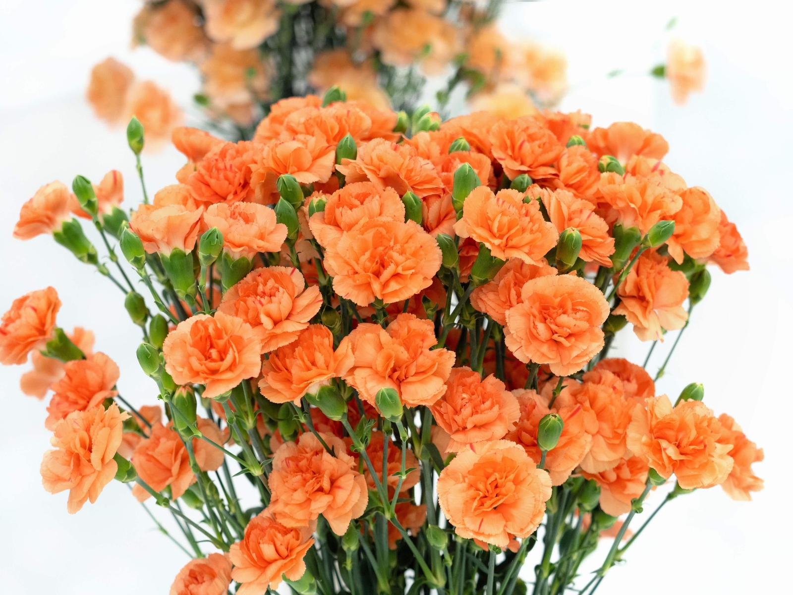 50 ORANGE CARNATION Dianthus Caryophyllus Chabaud Flower Seeds *Flat S/H