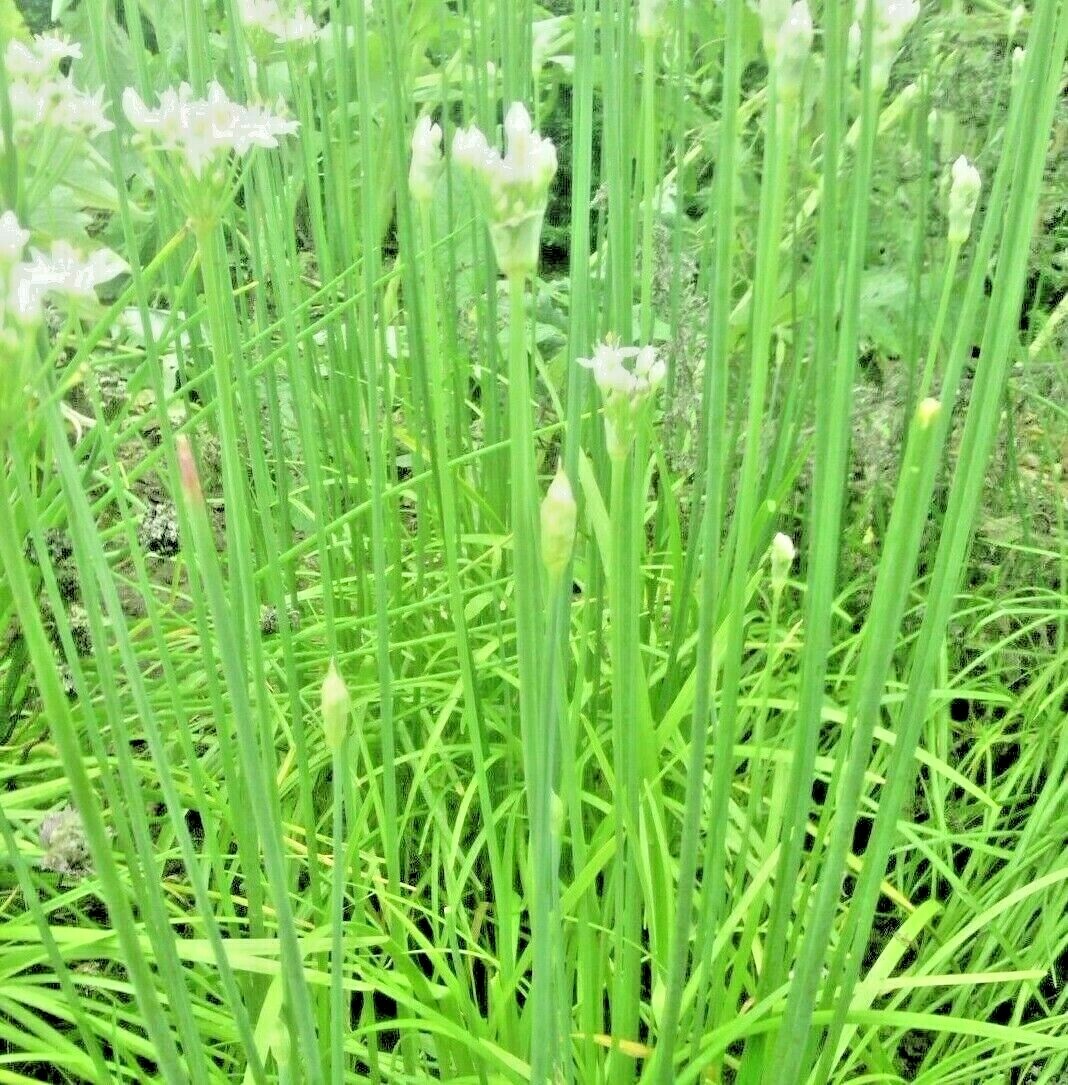 1000+ CHIVES SEEDS GREEN ONION SPRING PERENNIAL NON-GMO MOSQUITO REPELLENT HERBS