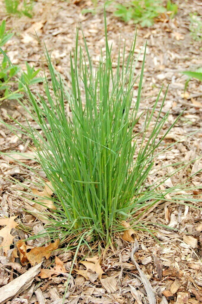 501+PRAIRIE JUNE GRASS Seeds Native Ornamental Drought Heat Cold Container Easy