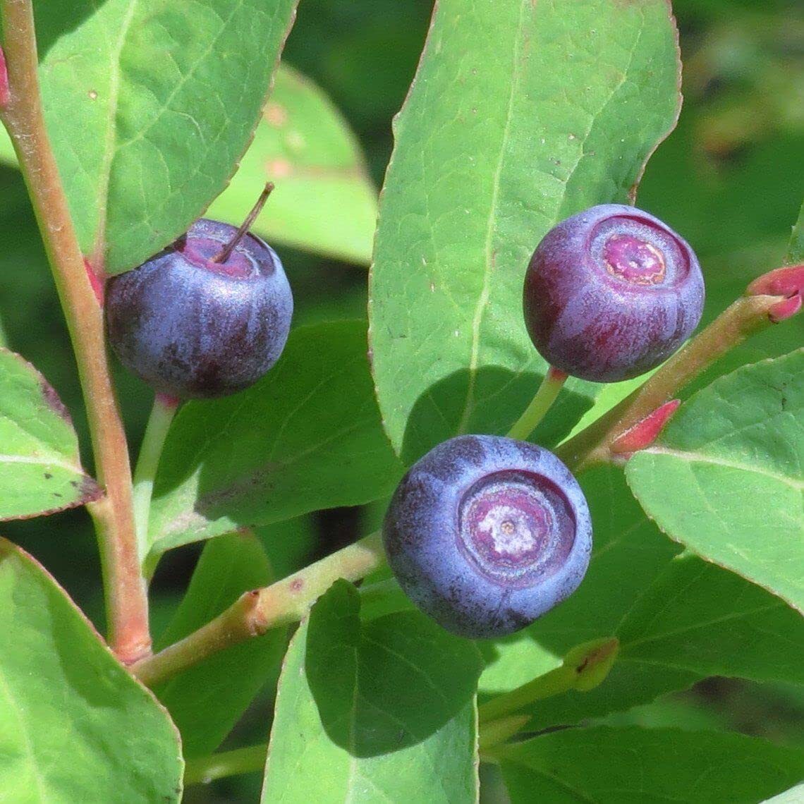 Big Huckleberry Seeds for Planting (30 Seeds) – Vaccinium membranaceum