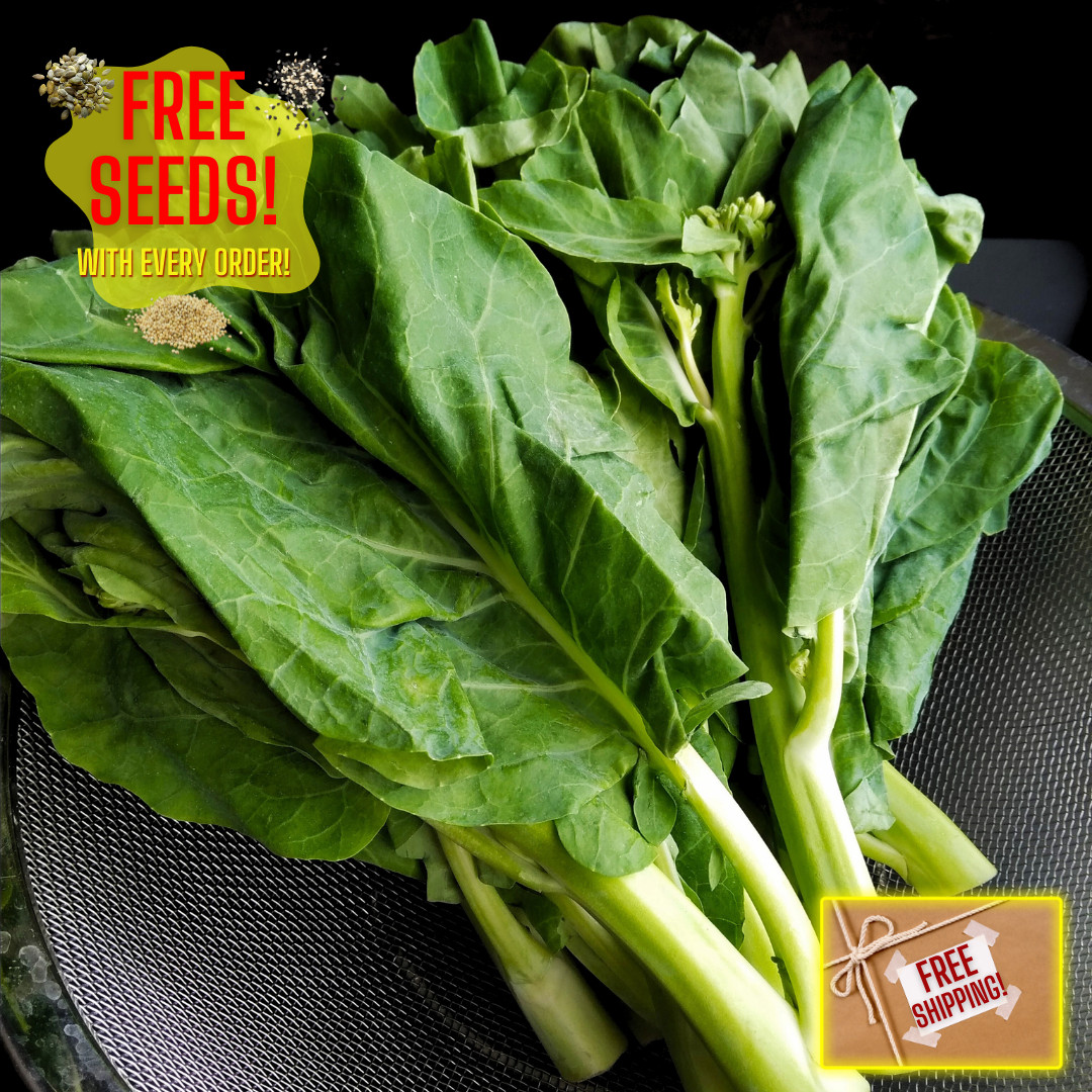 Fresh Premium Yu Choy Sum Seeds | Heirloom Non-GMO | Asian Vegetable Seeds
