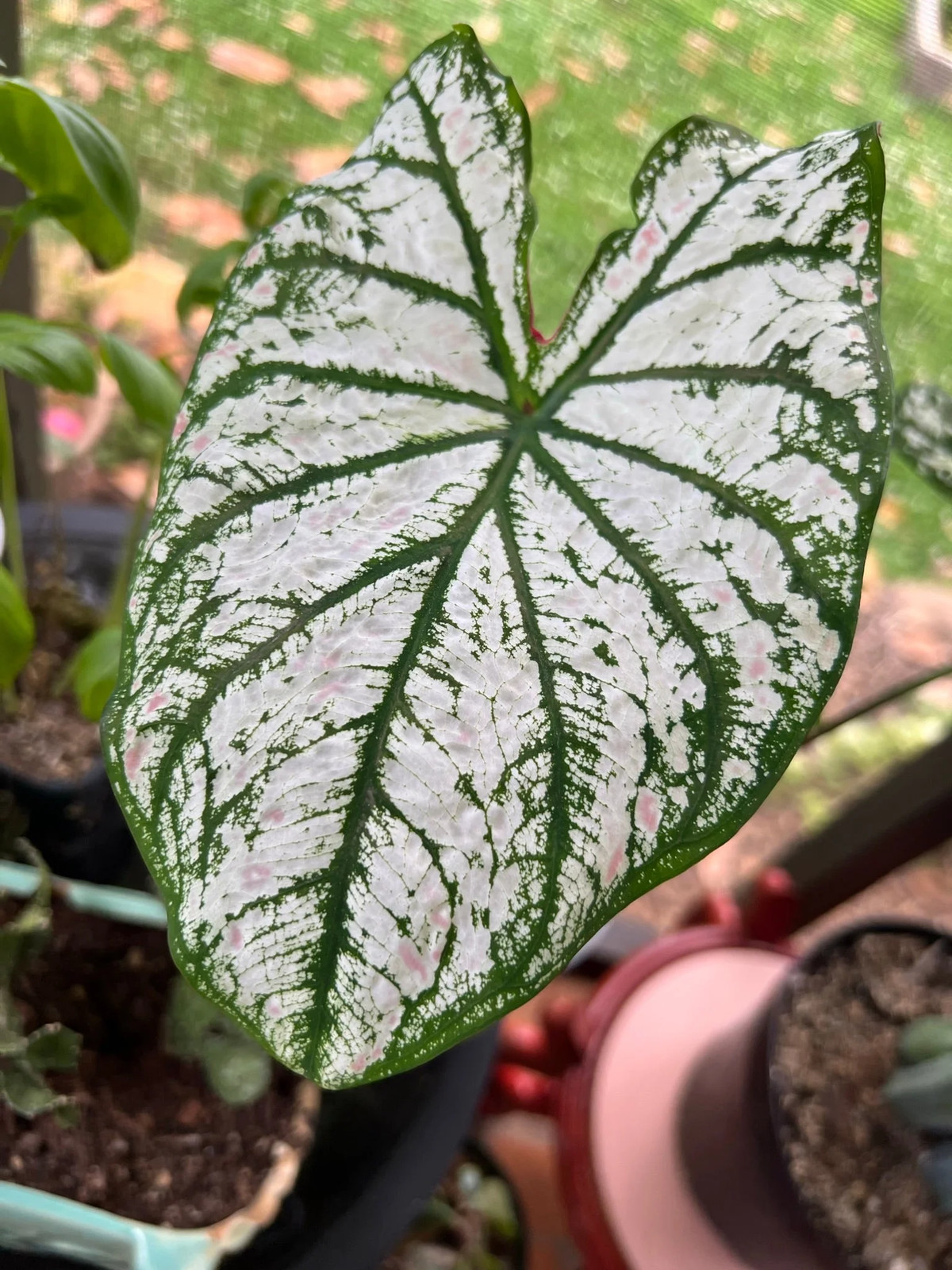 White Christmas Caladium (2 Bulbs)