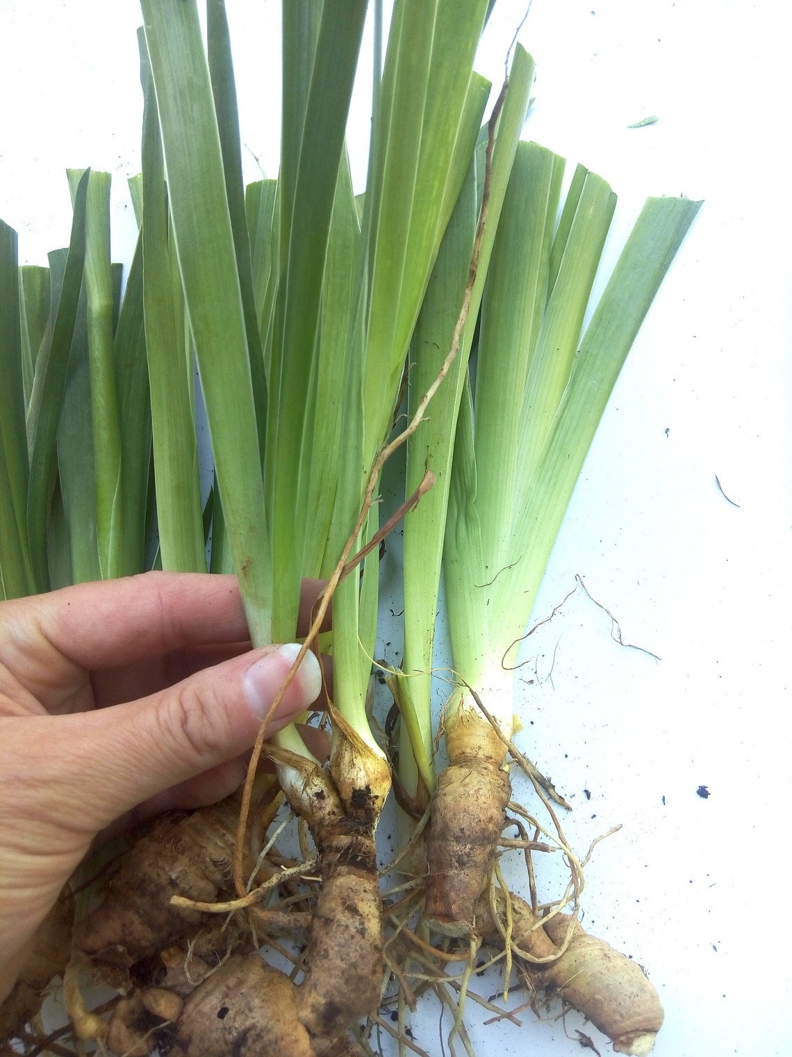 Flash Sale 3 Iris Heirloom Bearded live Plant Rhizomes TwoTone Purple Perennial