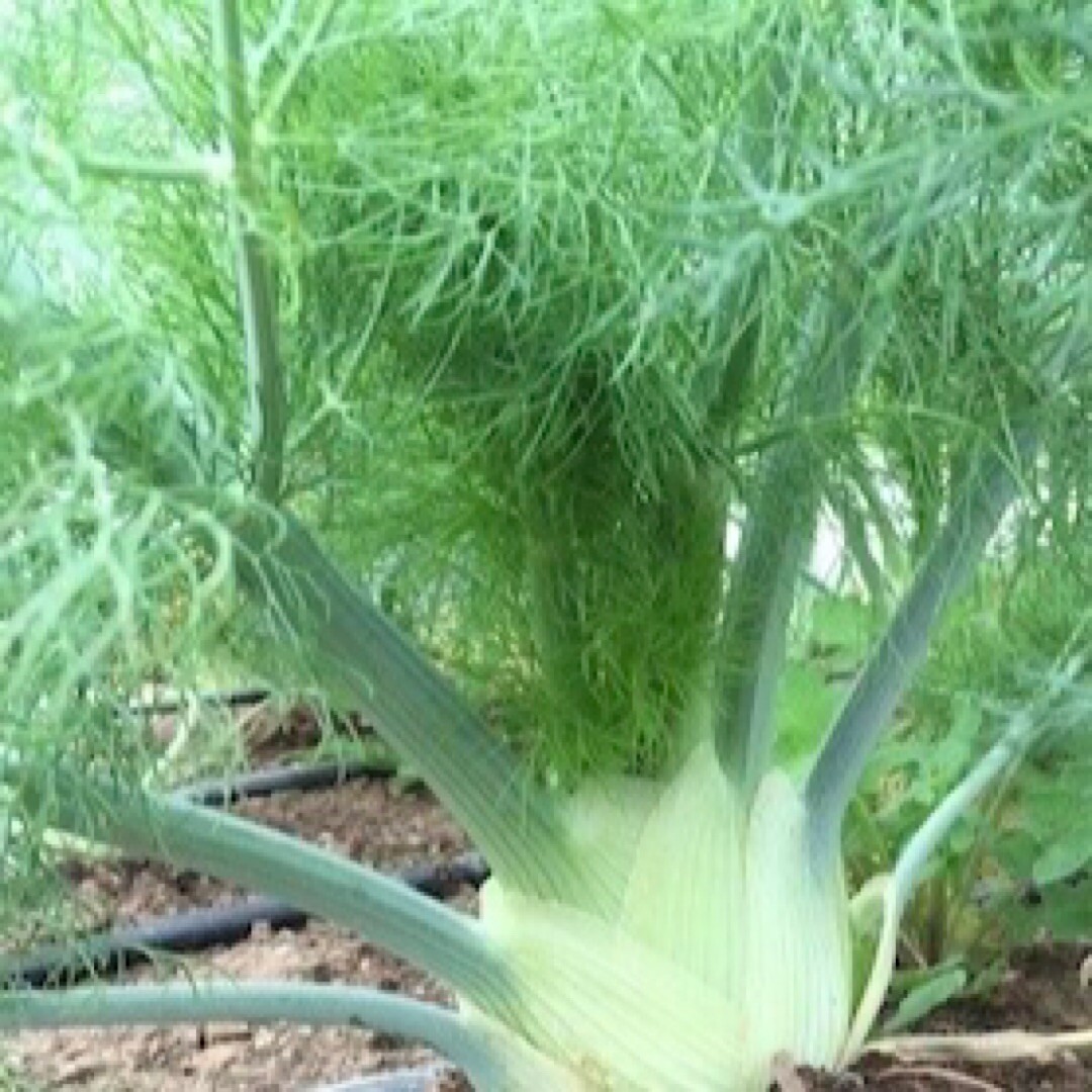 200+ FLORENCE FENNEL SEEDS (Foeniculum vulgare) Herbs Garden Seeds – USA