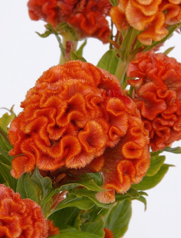 Cockscomb Seeds, Orange Celosia, Heirloom Non GMO Seeds, Unusual Blooms, 50ct