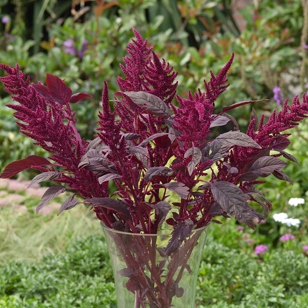 Amaranthus Velvet Curtains – 25 Seeds, Non-GMO