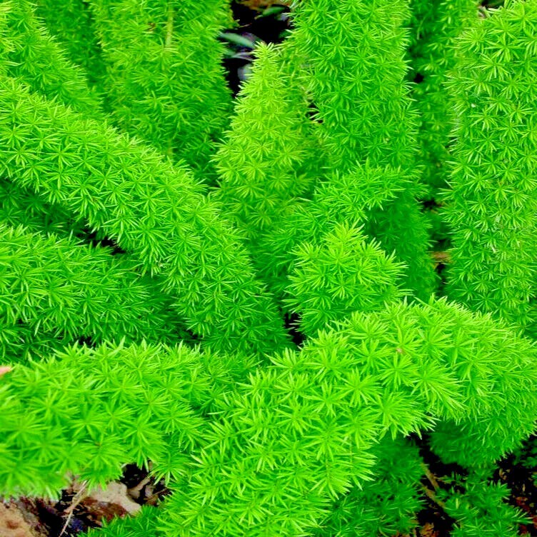 100 ASPARAGUS FOXTAIL FERN Seeds Myers Houseplant Tropical Flower Garden RARE!