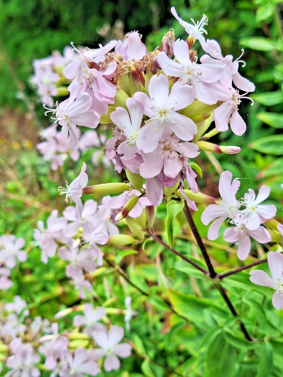 BLUSH PINK MALTICE CROSS 100 SEEDS. RARE COLOR, LYCHNIS CHALCEDONICA