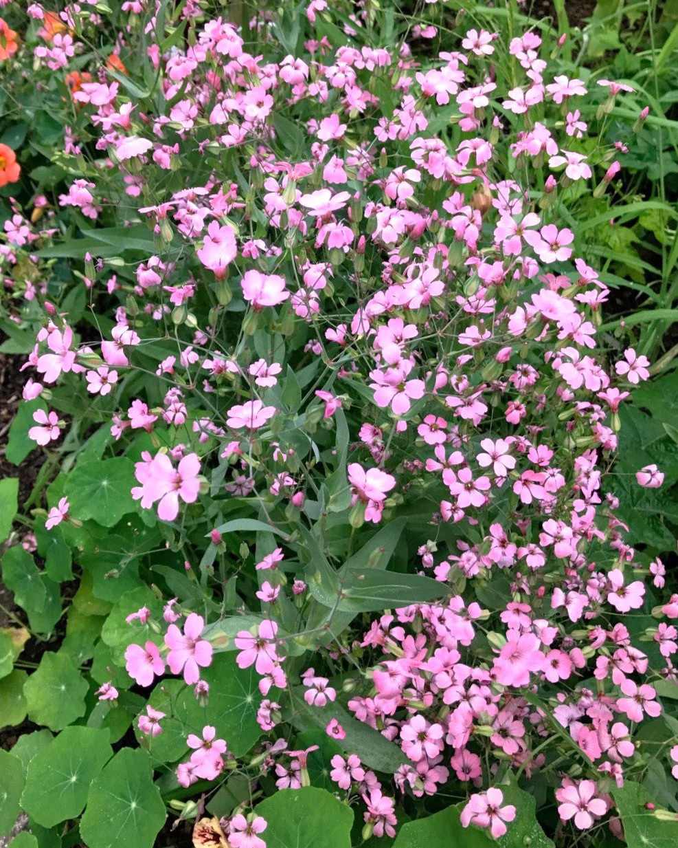 Pink Beauty Soapwort Seeds – For 2025 Planting Saponaria Soap Plant Rose Ground