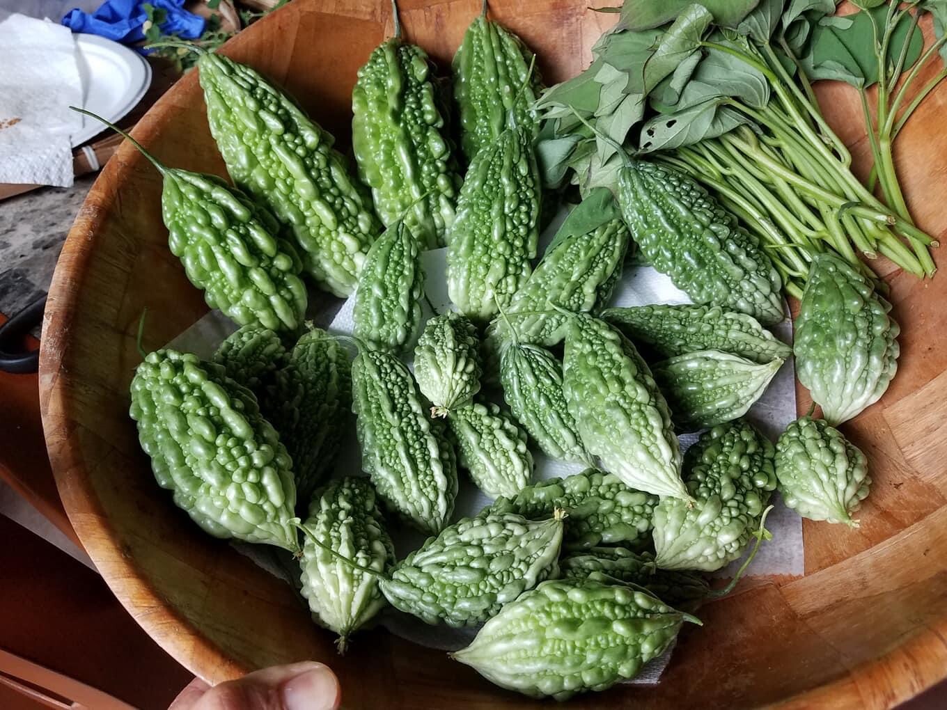 20 Rare Bittergourd , Wild black seed Ampalaya – US homegrown Karela parya seeds