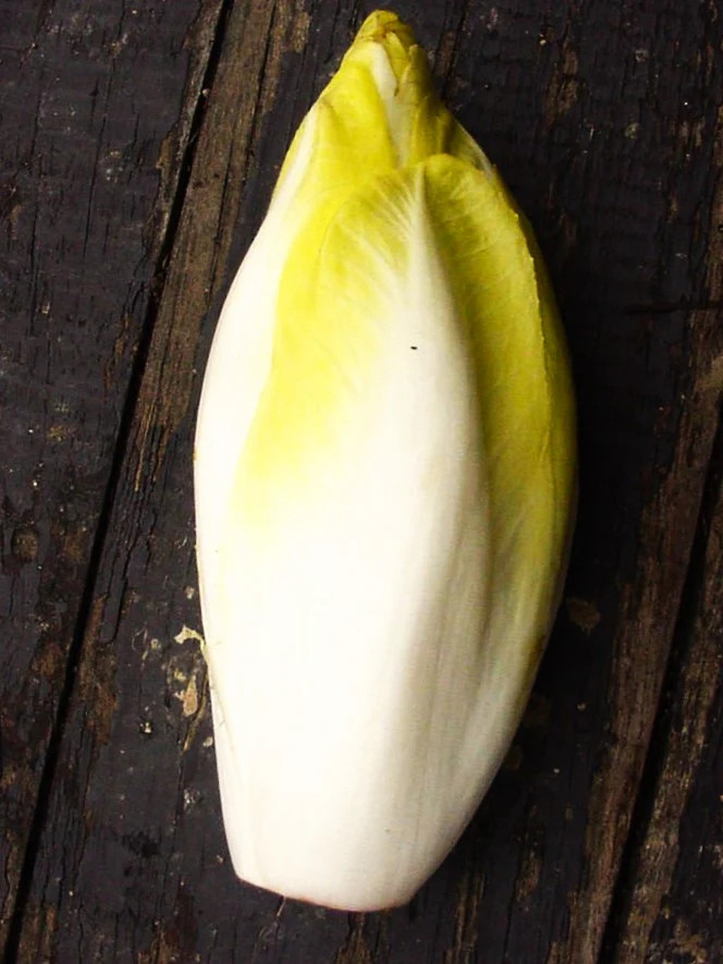 Belgian Endive Seeds, Witloof Chicory | Witlof Chicon Perennial Garden Seed 2024