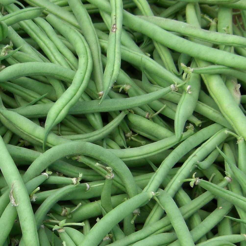 Burpee Stringless Green Bean Seeds, NON-GMO, Variety Sizes Sold, FREE SHIPPING