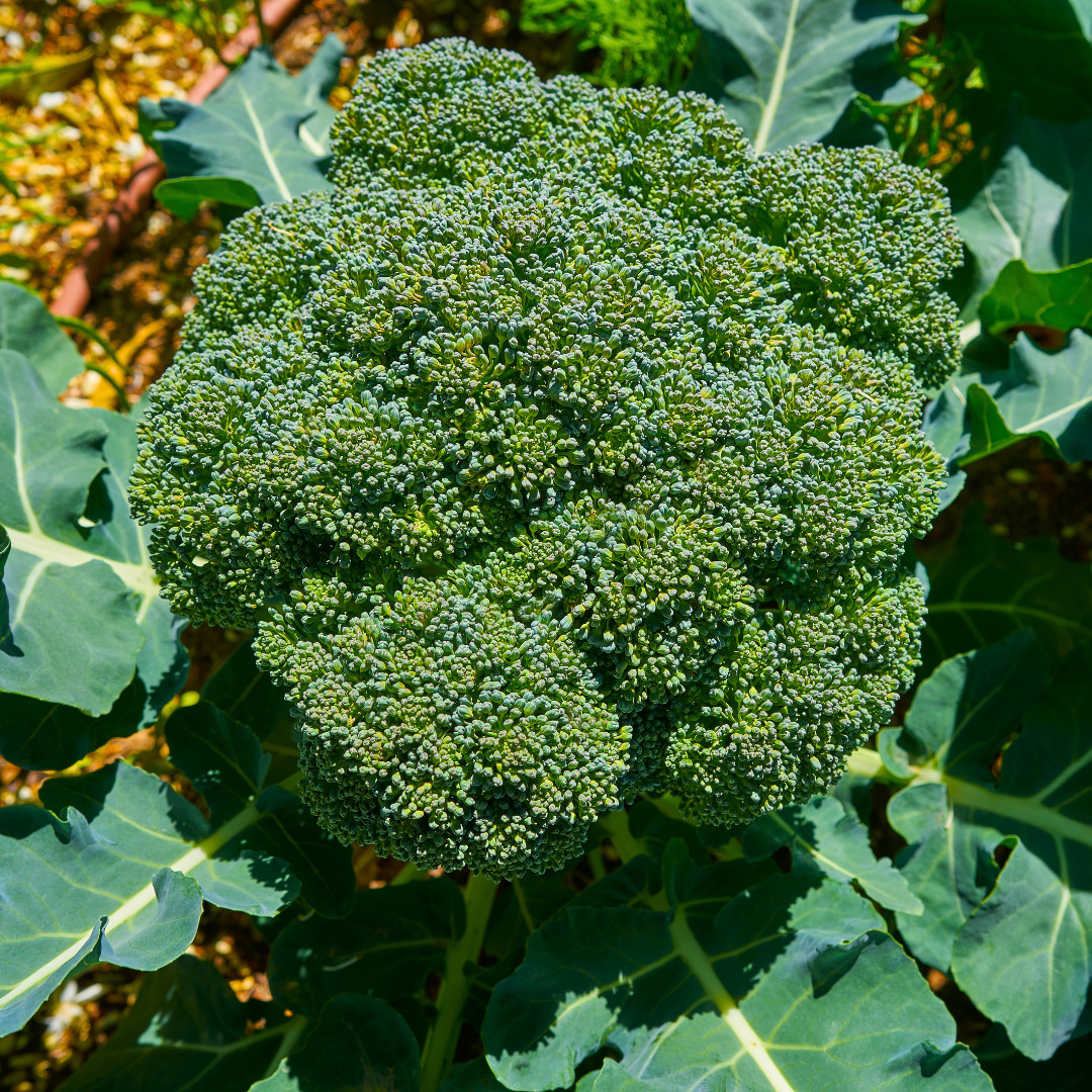 Fresh Premium Broccoli Seeds | Waltham 29 | Heirloom Non-GMO | Vegetable Seeds