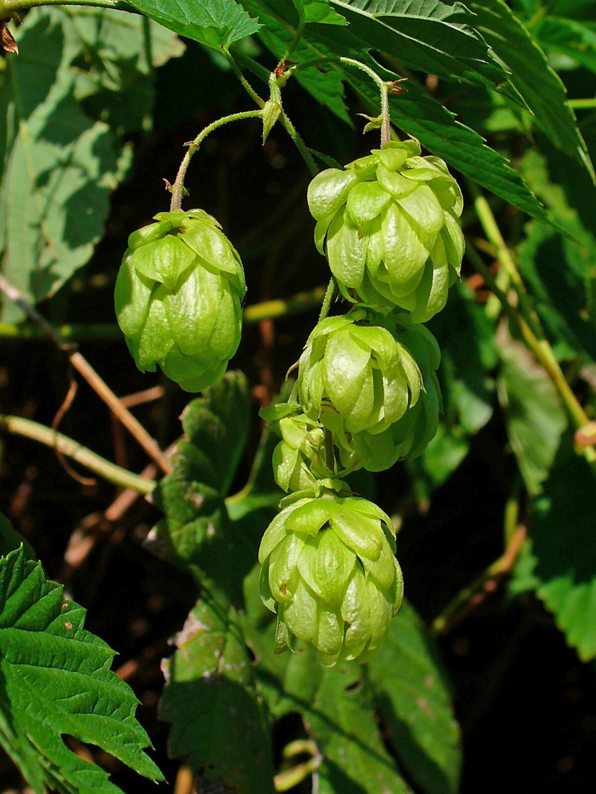 Hops Seeds – Humulus lupulus – Common Hops – Multiple Quantities