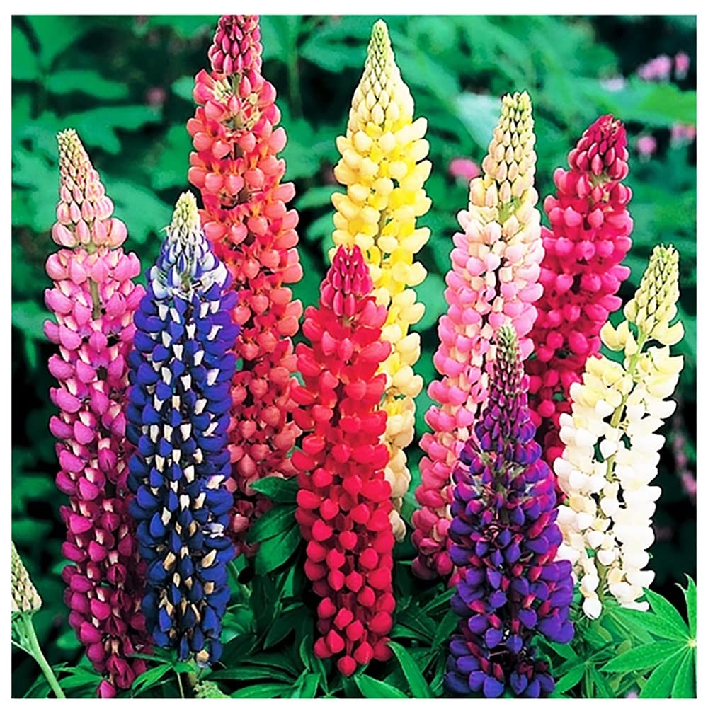 Russell Lupine Seeds Perennial – Grows 40 Tall – Perennial Wildflowers for