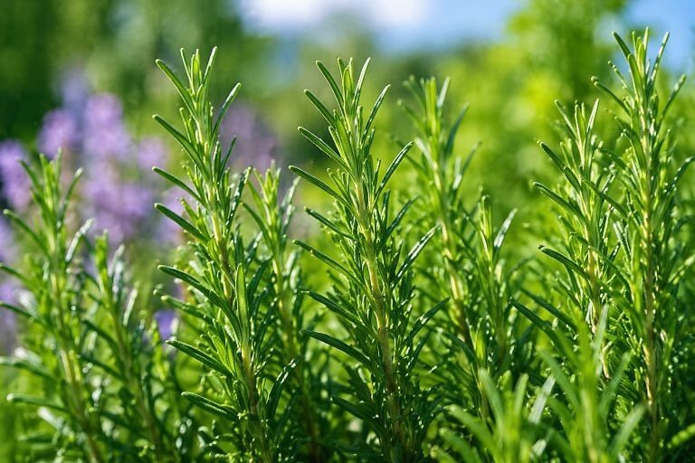Rosemary Seeds