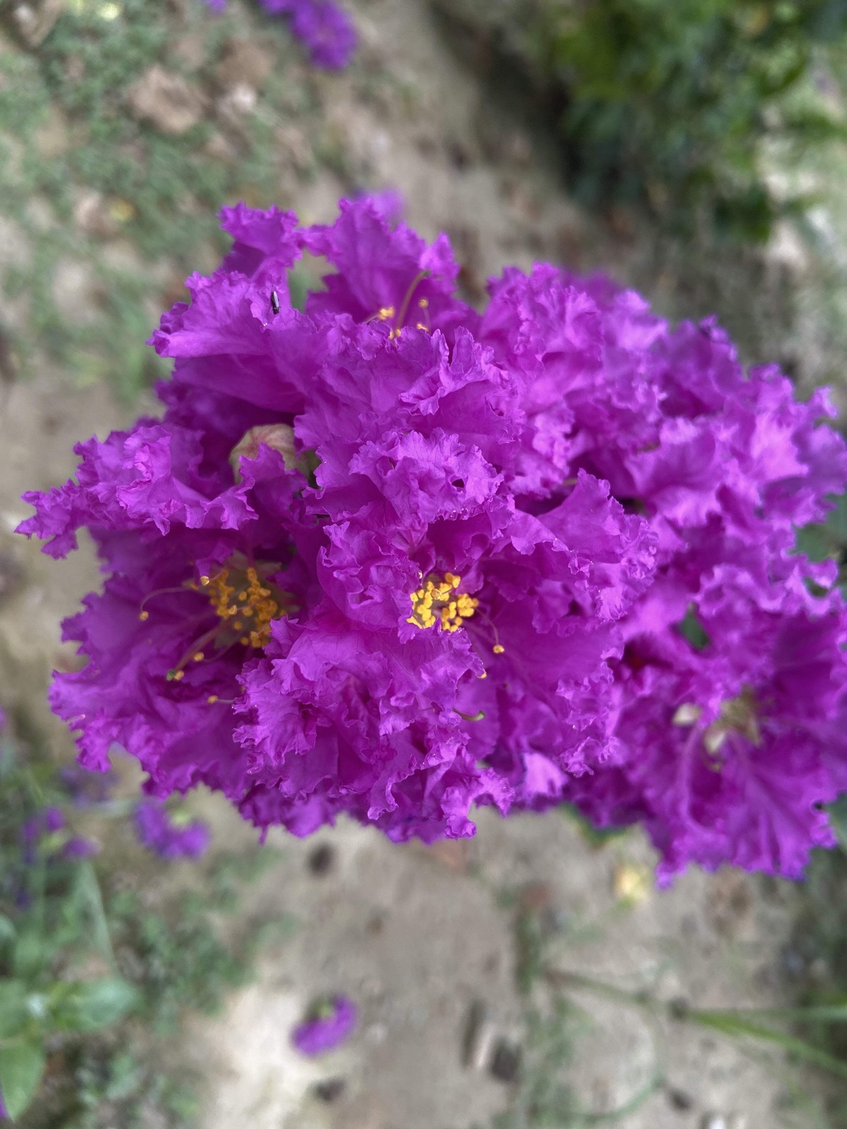 1000 Bulk CREPE MYRTLE Mixed Colors Lagerstroemia Indica Tree Shrub Flower Seeds