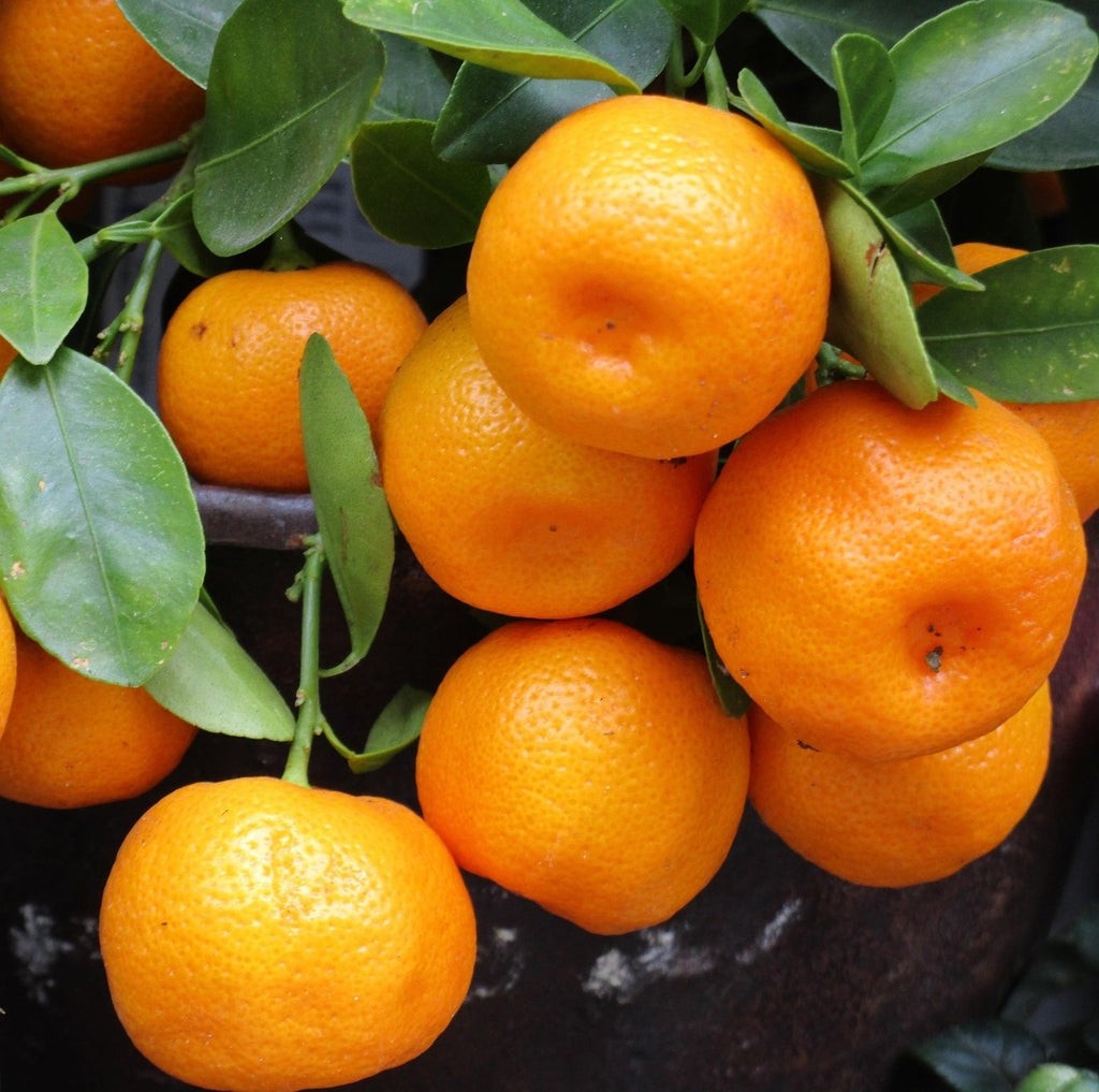 Citrus reticulata CLEMENTINE X CHANGSHA MANDARIN ORANGE – COLD HARDY Tree SEEDS!