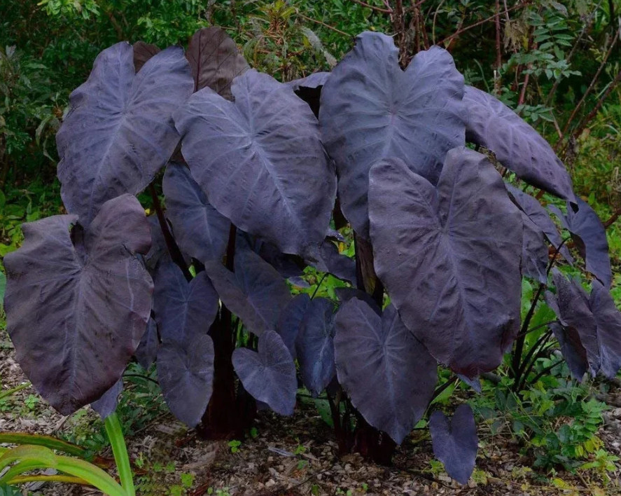 Black Ruffle Colocasia Live Plant – 5-10″ Tall – Dark Elephant Ear Tropical