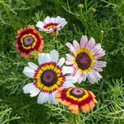 50pcs Painted Mix Daisy Flower Seeds Non GMO Heirloom Pink Indian Blanket Colors