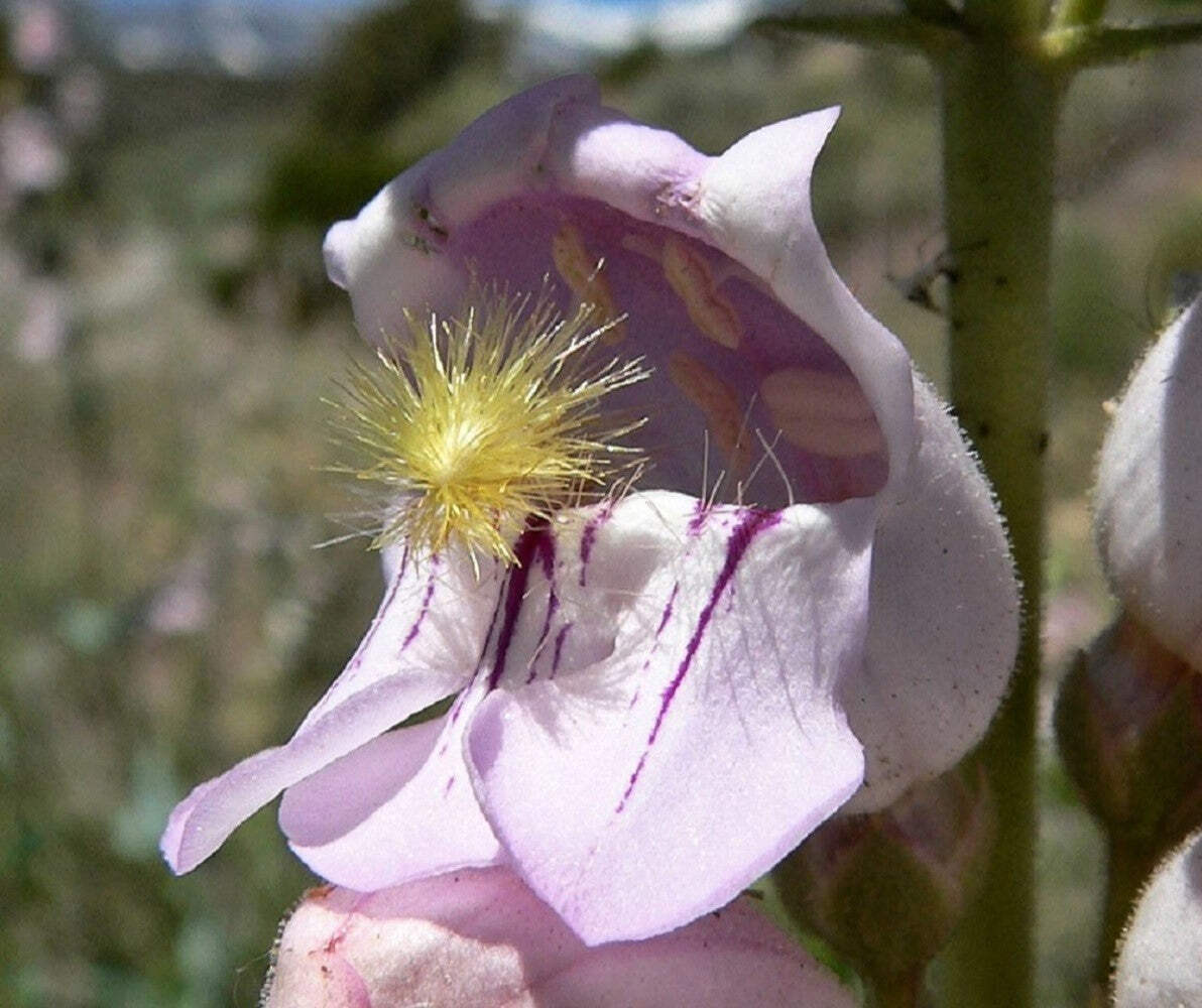 300 PALMERS PENSTEMON (Beardtongue / Balloon Flower) Penstemon Palmeri Flower Se