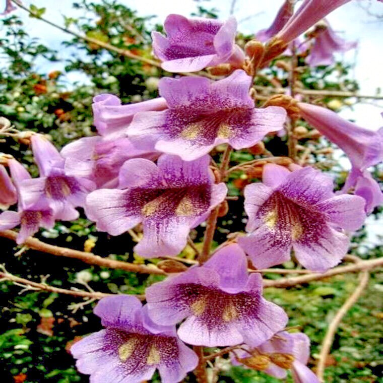50 Royal Empress (Paulownia tomentosa) Seeds “FASTEST GROWING TREE in the WORLD”