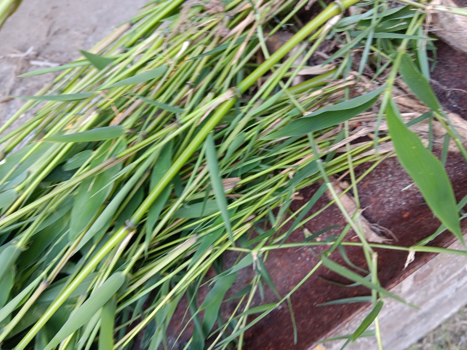 Bamboo Plants Live Starter Plant 10 Rizomes Organic Aurea Bamboo